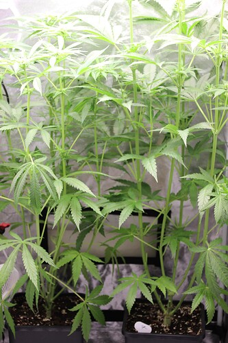 Growreport Bild 2