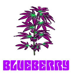 BlueberryPNGtest_999