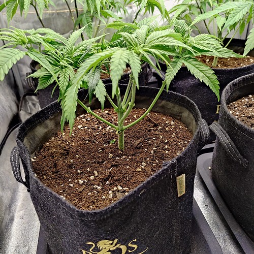 Growreport Bild 8