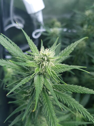 Growreport Bild 4