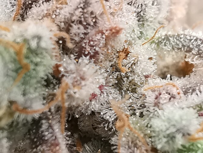 Growreport Bild 12