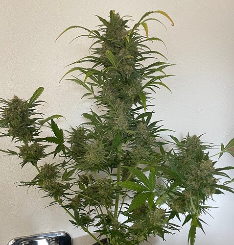 Growreport Bild 20