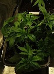 Growreport Bild 12