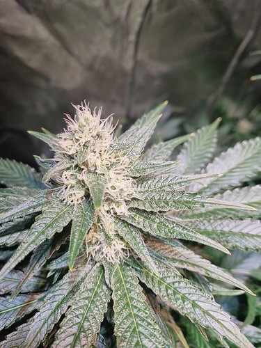Growreport Bild 5