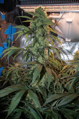 Growreport Bild 2
