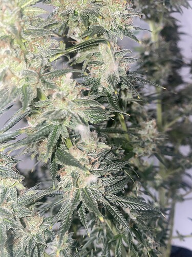 Growreport Bild 4