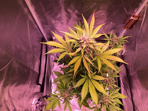 Growreport Bild 26