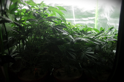 Growreport Bild 2