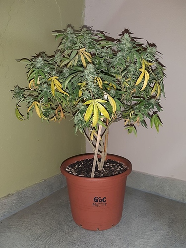 Growreport Bild 4