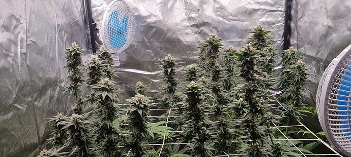 Growreport Bild 12