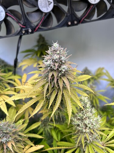 Growreport Bild 7