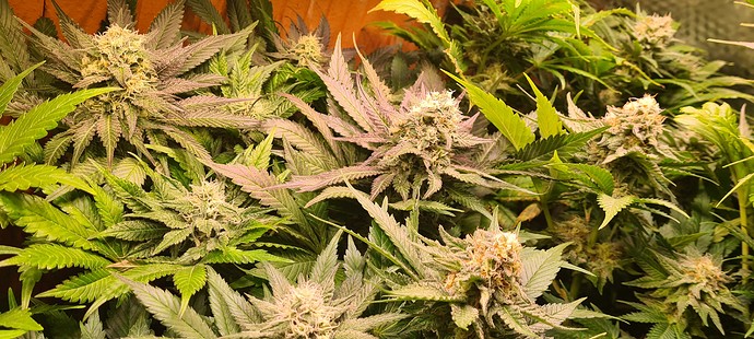 Nahaufnahme von mehreren blühenden Cannabispflanzen mit dichten, harzigen Blüten und ausgeprägten violetten Blattadern.