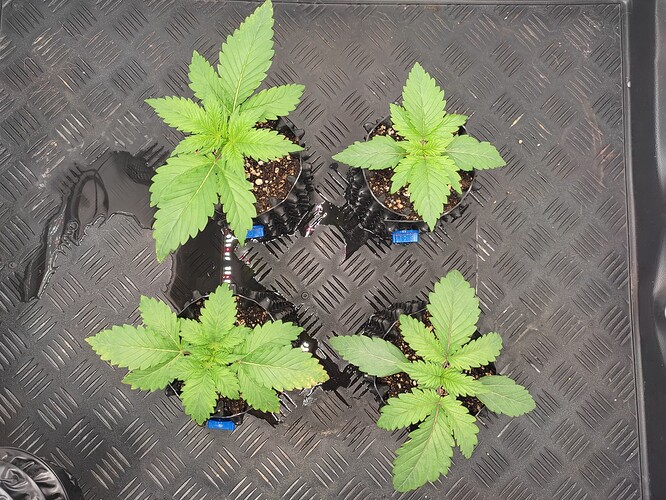 Growreport Bild 12