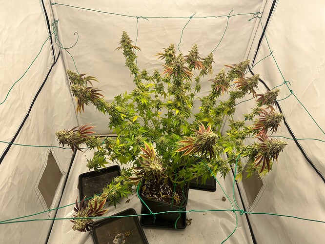 Growreport Bild 6