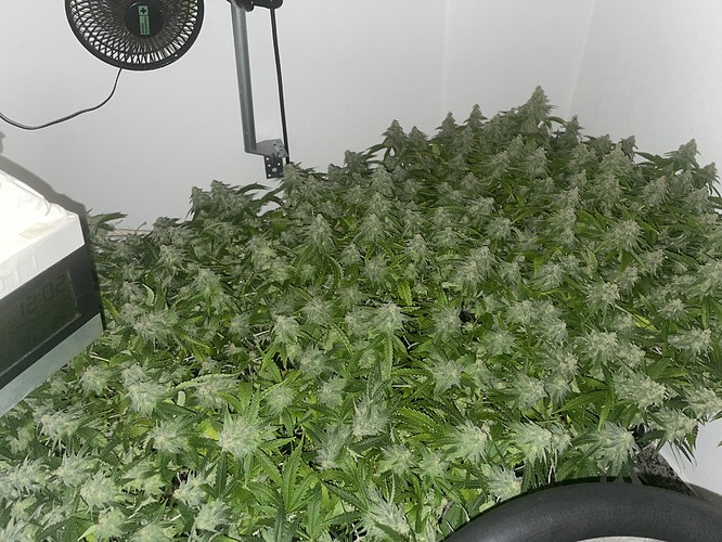 Growreport Bild 4