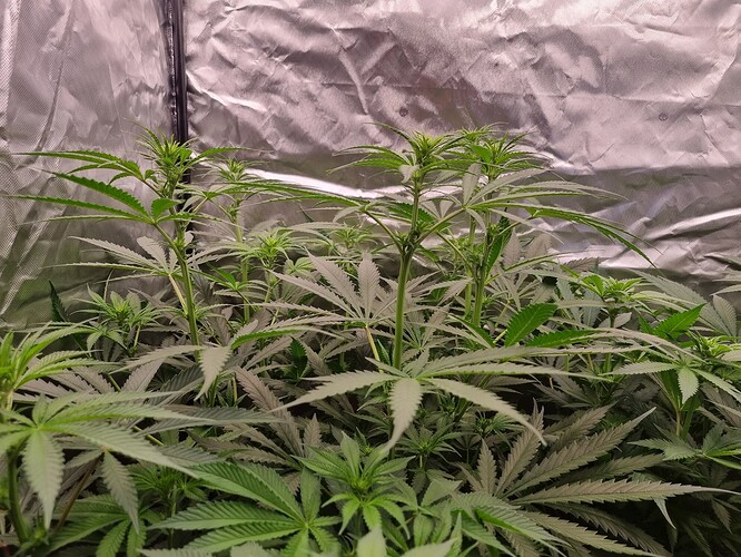Growreport Bild 12