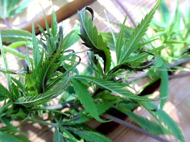 Growreport Bild 2