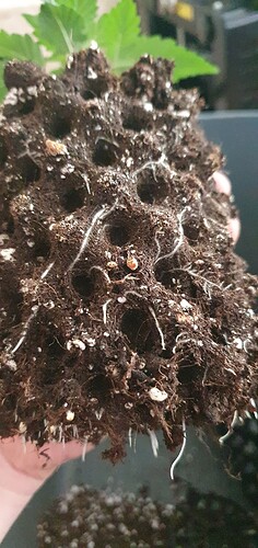 Growreport Bild 5