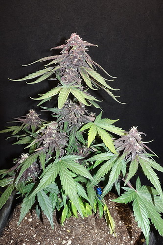 Growreport Bild 8