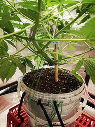 Growreport Bild 5