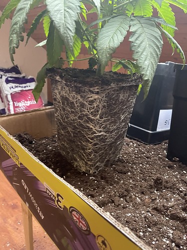 Growreport Bild 23