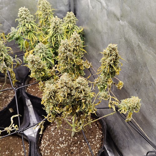 Growreport Bild 15