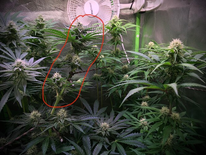 Growreport Bild 7