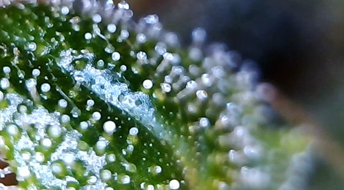 Growreport Bild 3