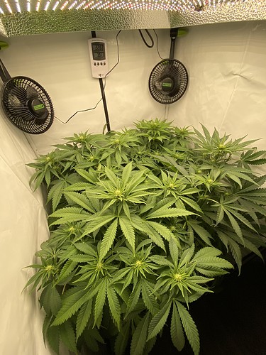 Growreport Bild 6