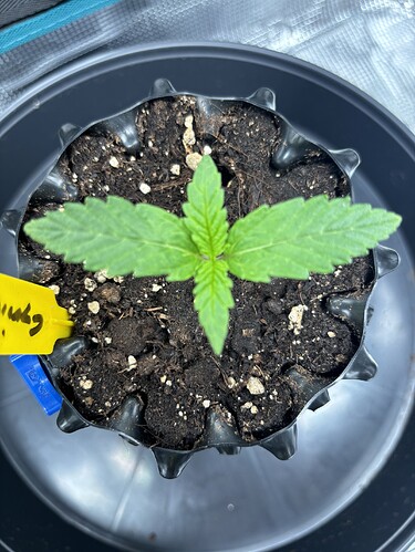 Growreport Bild 29