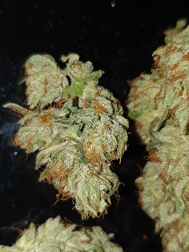 Growreport Bild 18