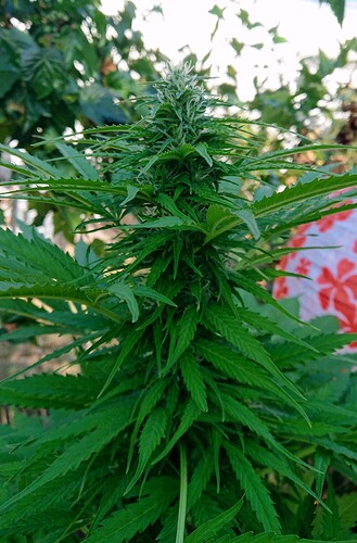 obscura1662029409025