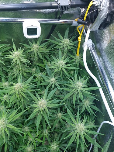 Growreport Bild 9