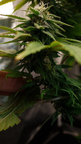 Growreport Bild 5