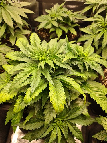 Growreport Bild 4