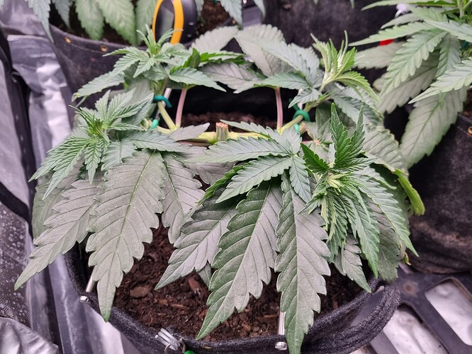 Growreport Bild 3