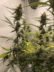 Growreport Bild 14