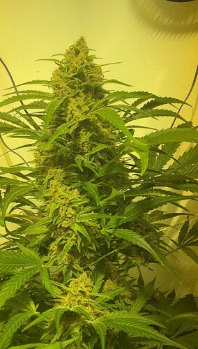 Growreport Bild 11