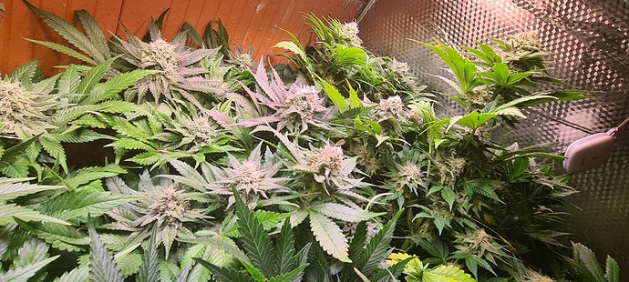 Mehrere blühende Cannabispflanzen mit dichten Blütenständen und grünen sowie leicht violetten Blättern, die in einer Growbox wachsen.