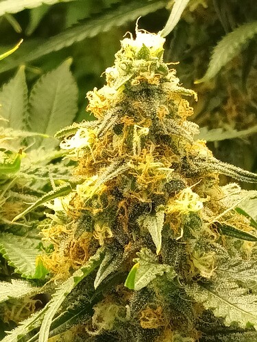 Growreport Bild 1