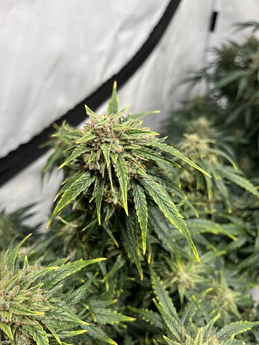 Growreport Bild 2