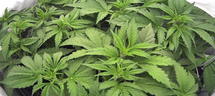Growreport Bild 4