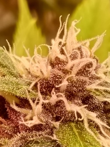Growreport Bild 75