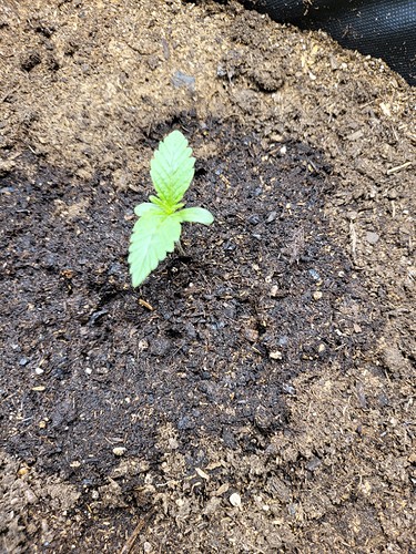 Growreport Bild 4