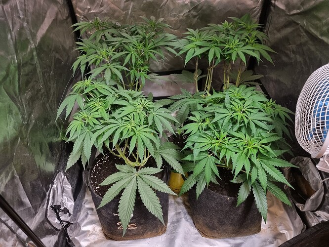 Growreport Bild 45