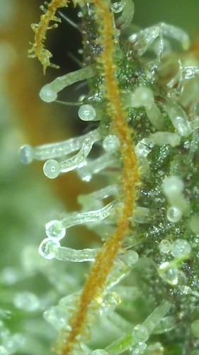 Growreport Bild 103