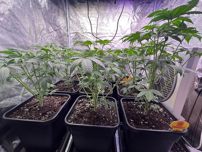 Growreport Bild 1
