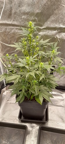 Growreport Bild 1