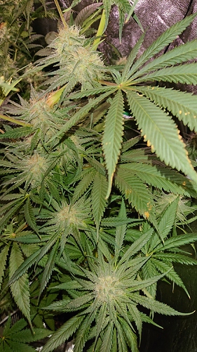 Growreport Bild 5