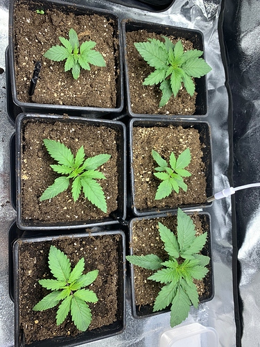 Growreport Bild 6